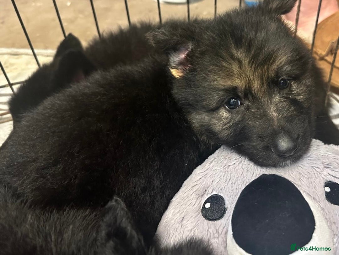 German Shepherd dogs for sale: Stunning German shepherd pups  - Image 4