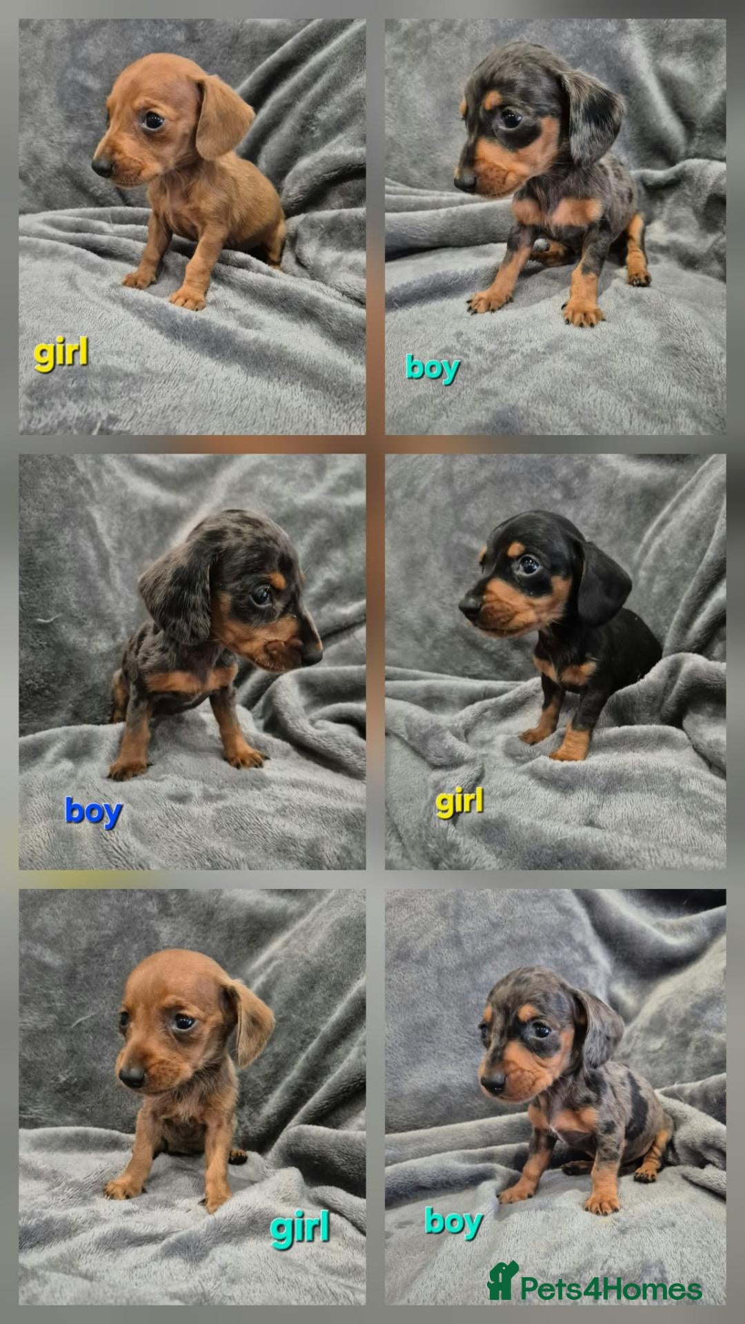 Miniature Dachshund dogs Dachsund puppies ready end of oct  - Advert 1