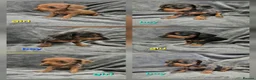 Miniature Dachshund dogs for sale: Dachsund puppies ready end of oct  - Advert 1