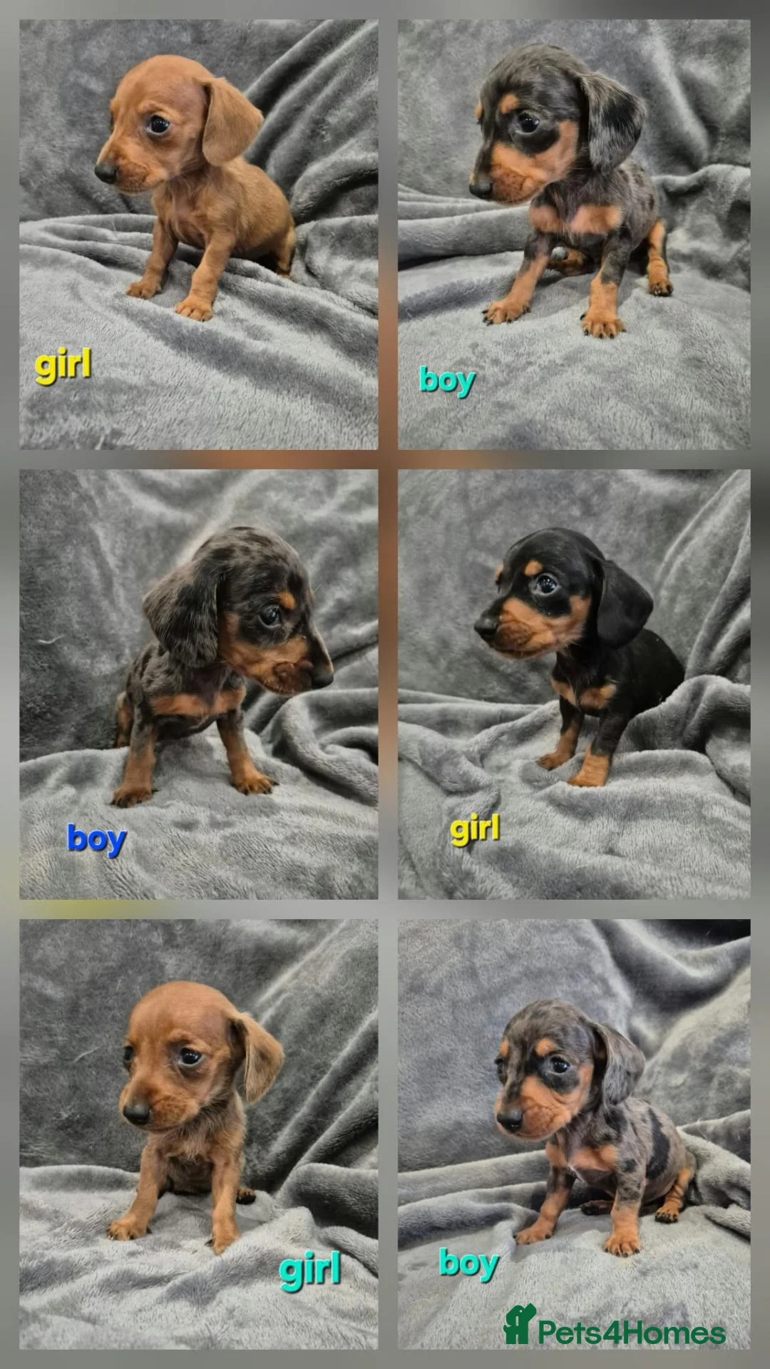 Miniature Dachshund dogs for sale: Dachsund puppies ready end of oct  - Advert 1
