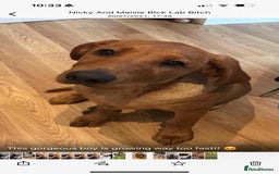 Labrador Retriever dogs for sale: Stunning Pure Labrador retriever puppies - Image 34