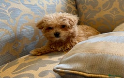 Maltipoo dogs for sale: Fur babys - Image 5