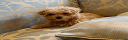 Maltipoo dogs for sale: Fur babys - Advert 5