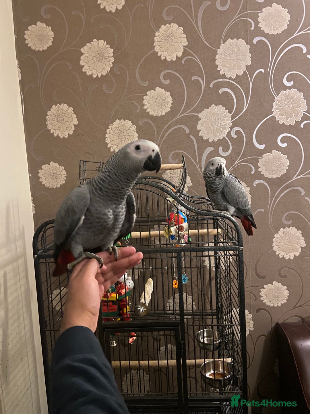 Parrots birds for sale: Hand Reared Tame Baby Male and Female African Grey - Advert 9