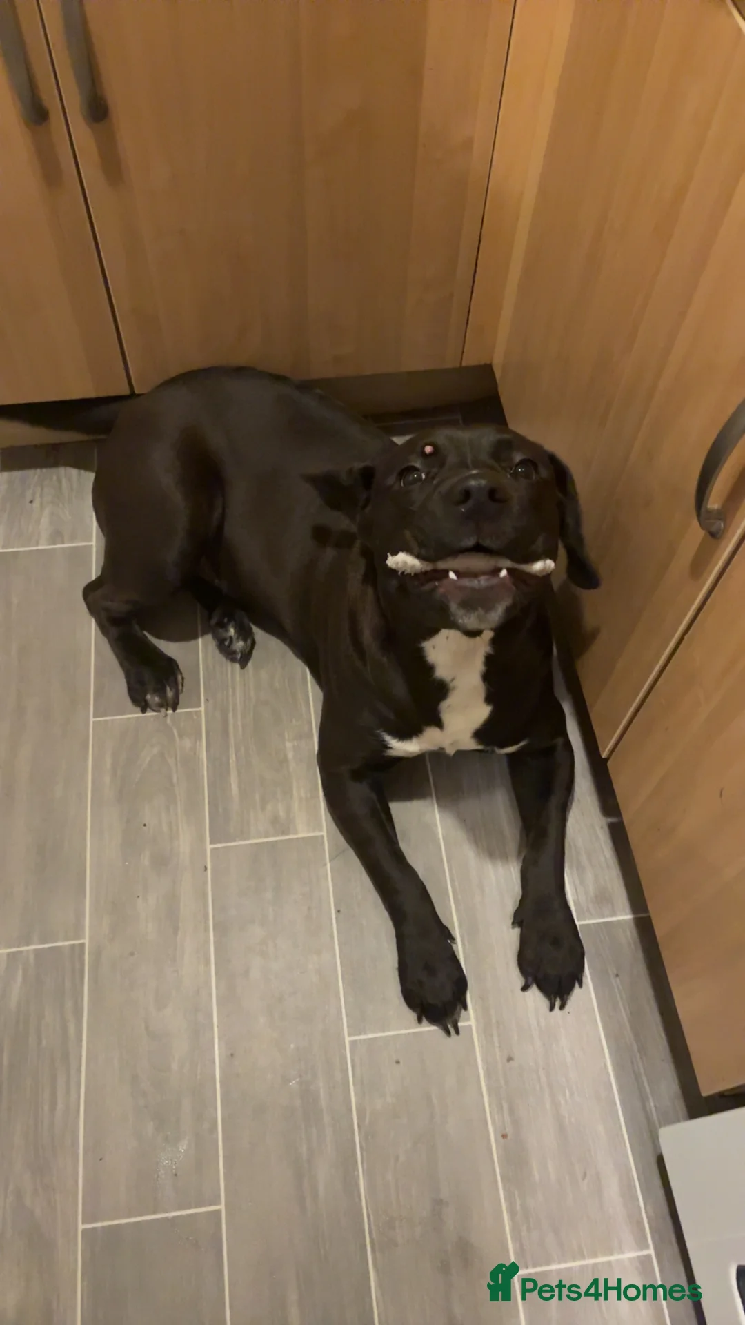 Mixed Breed dogs for sale: Arlo  in Norwich - Advert 5