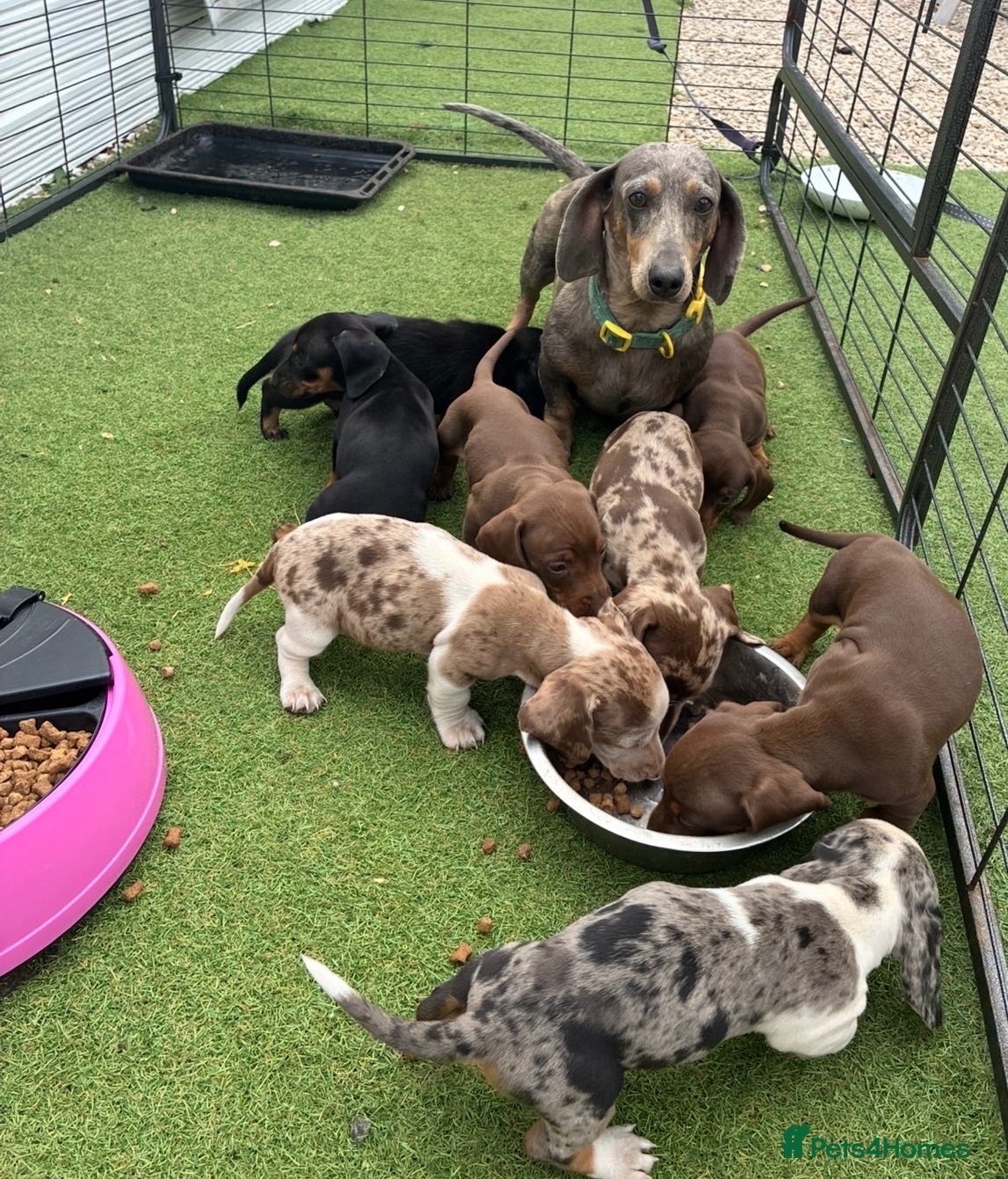 Dachshund dogs Dachshund - Advert 1