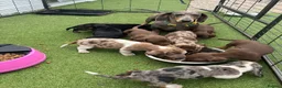Dachshund dogs for sale: Dachshund in Gloucester - Advert 1