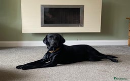 Labrador Retriever dogs for sale: Beautiful Golden and Black Labrador Puppies - Image 10