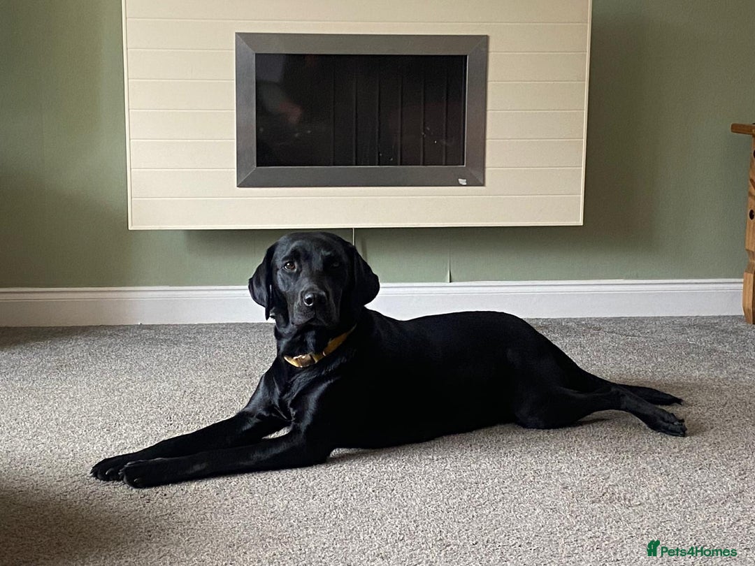 Labrador Retriever dogs for sale: Beautiful Golden and Black Labrador Puppies - Image 10