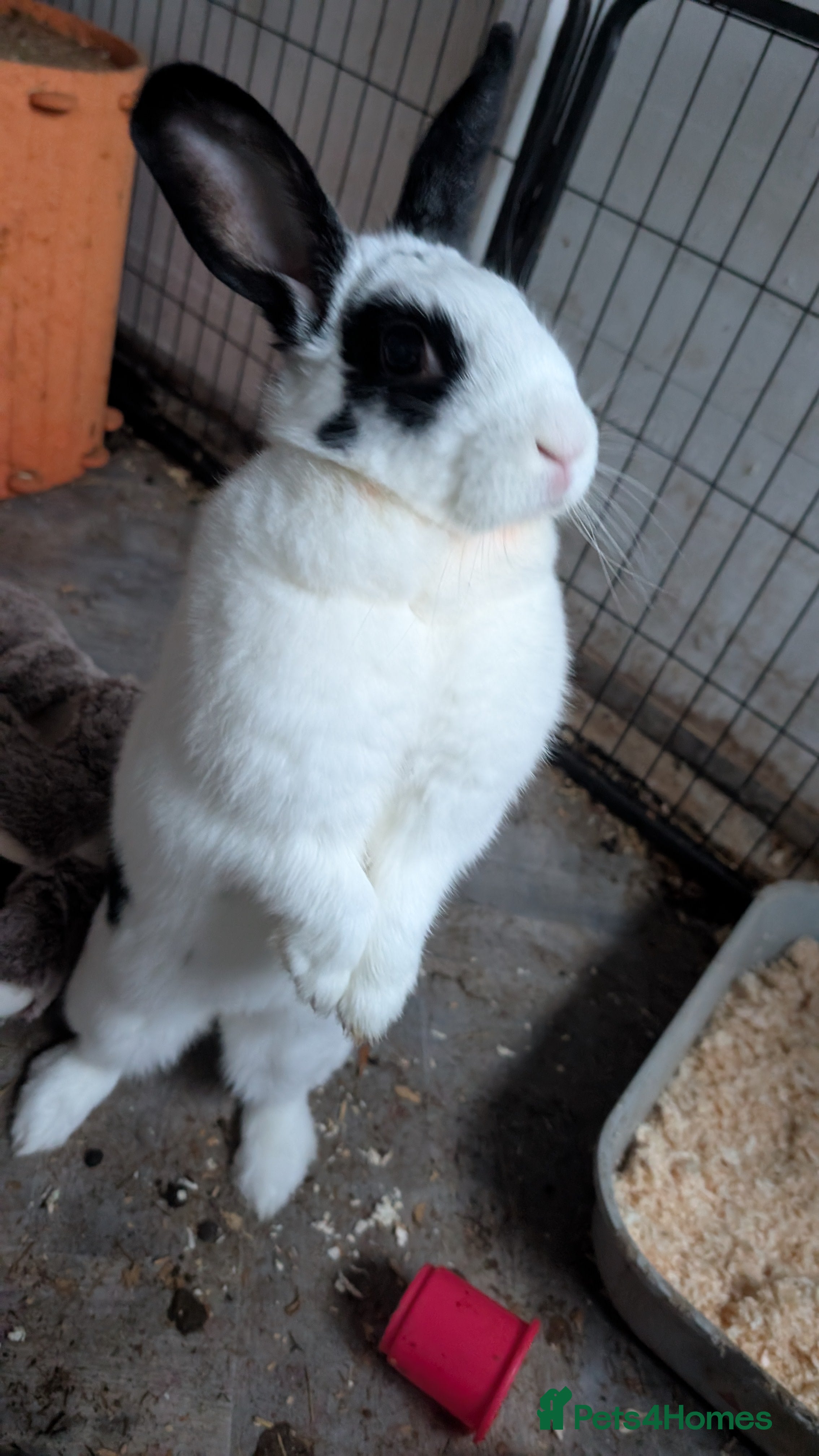 Mixed Breed rabbits Female rabbit for rehoming  - Advert 1