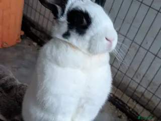Mixed Breed rabbits Female rabbit for rehoming - Advert 1