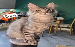 Maine Coon cats for sale: Large pedigree Tica Maine coon kittens READY  - Image 31