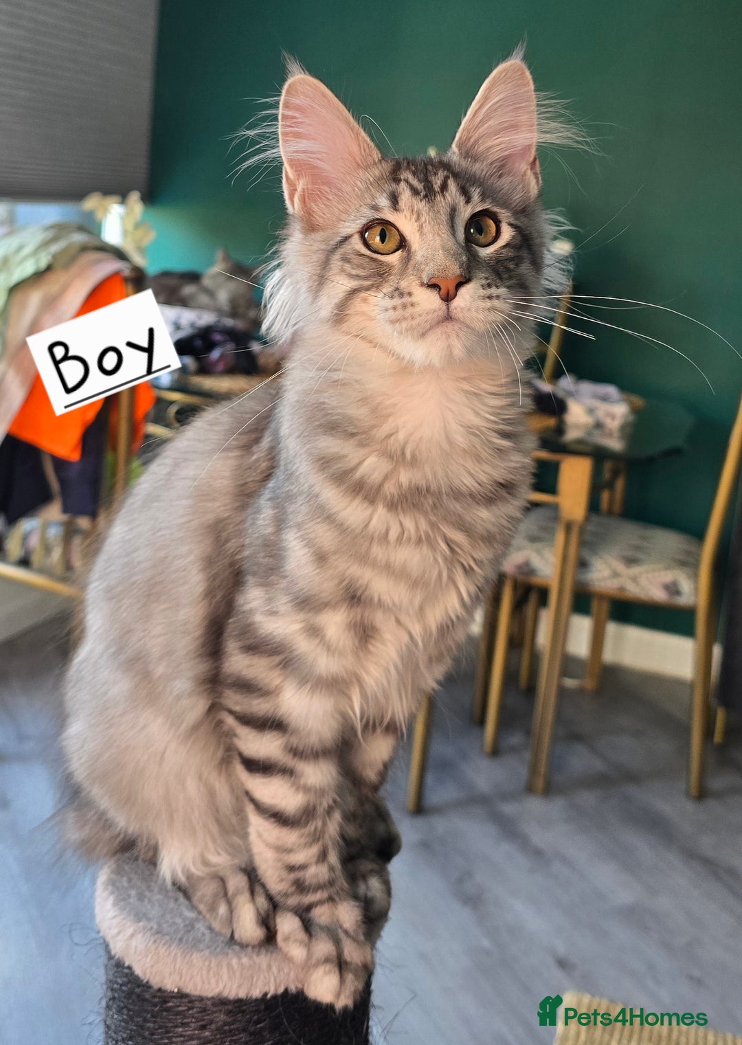 Maine Coon cats for sale: Large pedigree Tica Maine coon kittens READY  - Image 31