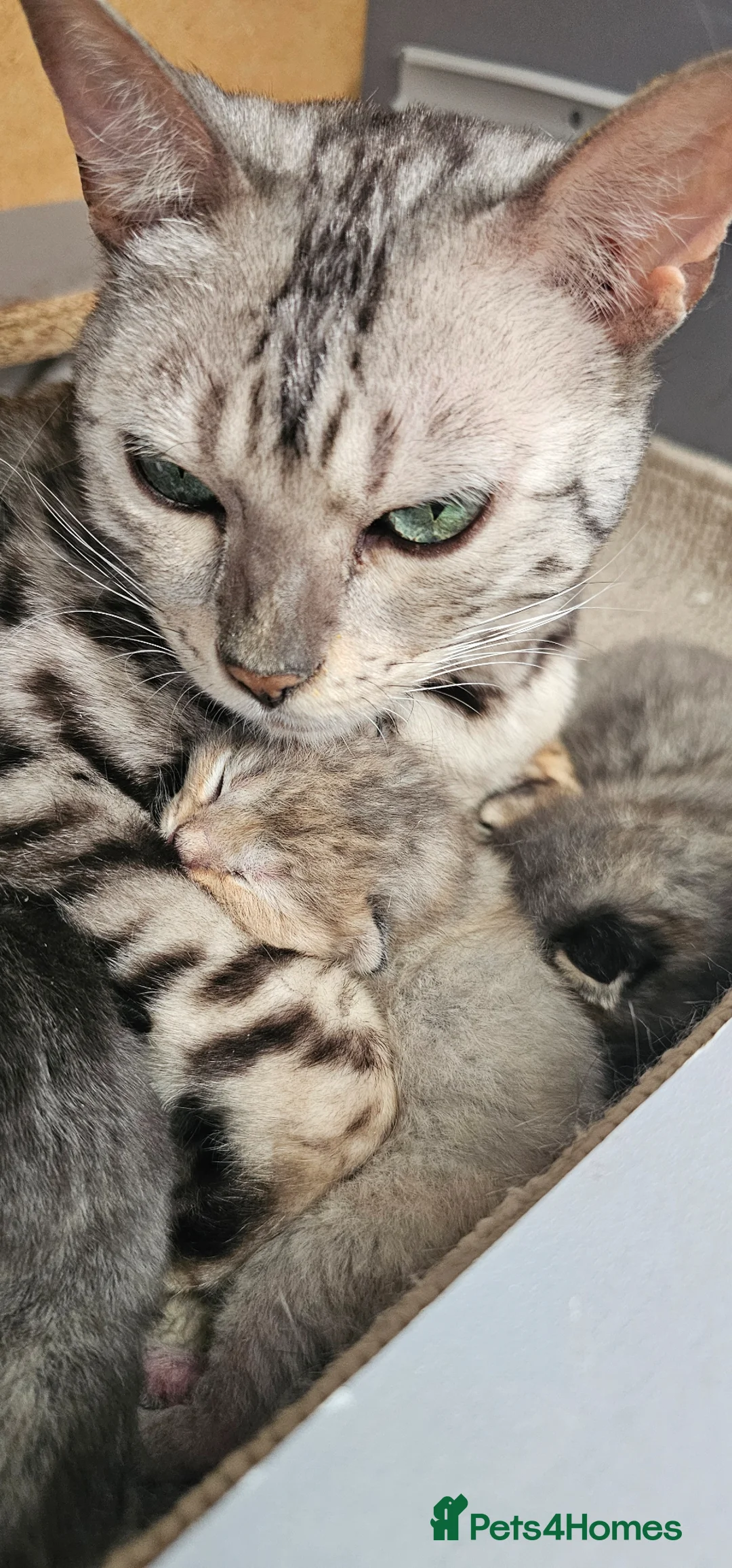 Mixed Breed cats for sale: Bengal cross Scottish fold kittens in Camelford - Advert 2
