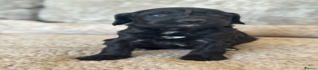 Cockapoo Puppy 6