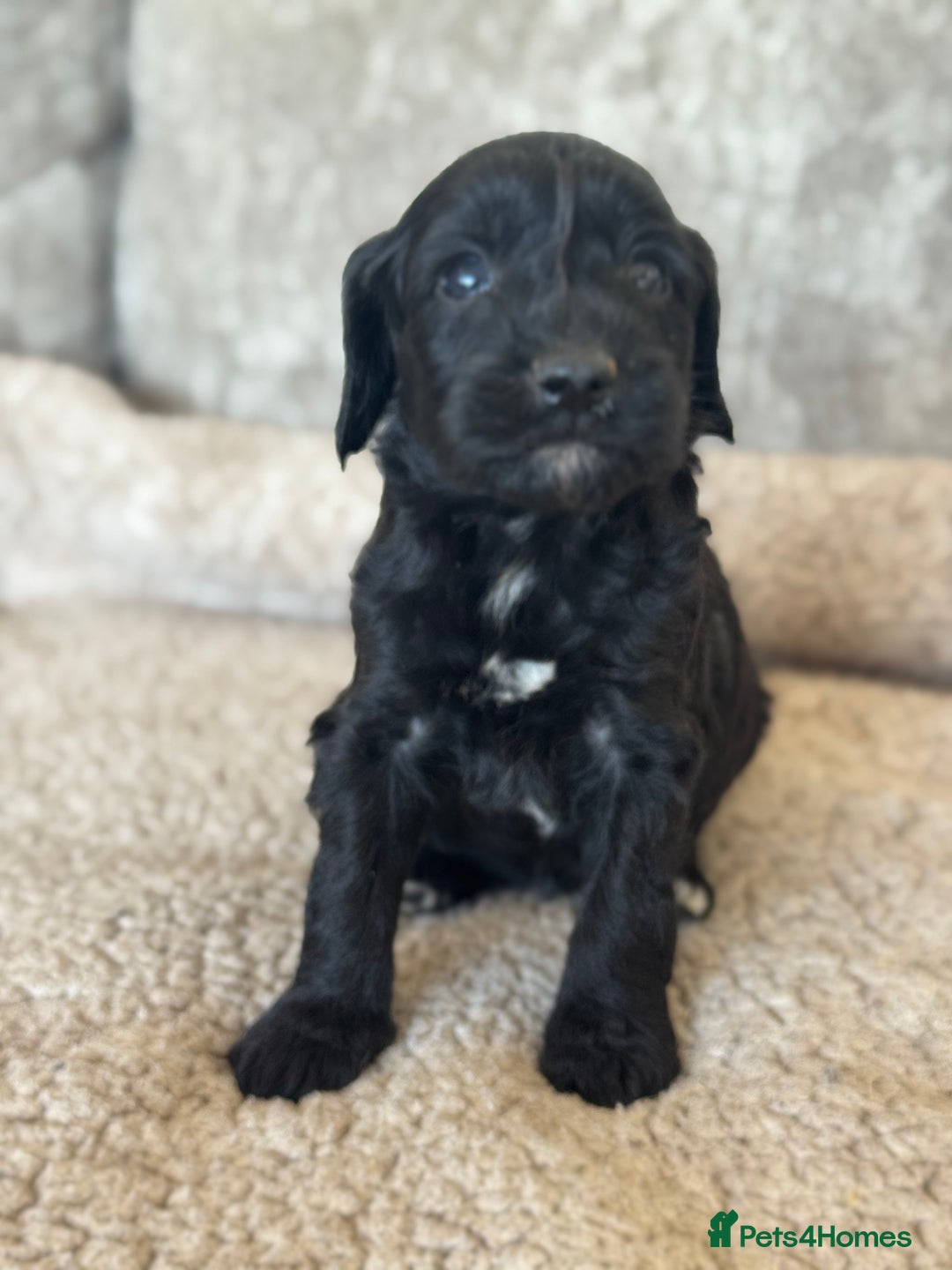 Cockapoo dogs for sale: BEAUTIFUL MERLE COCKER POO PUPPIES, HEALTH TESTED - Image 25