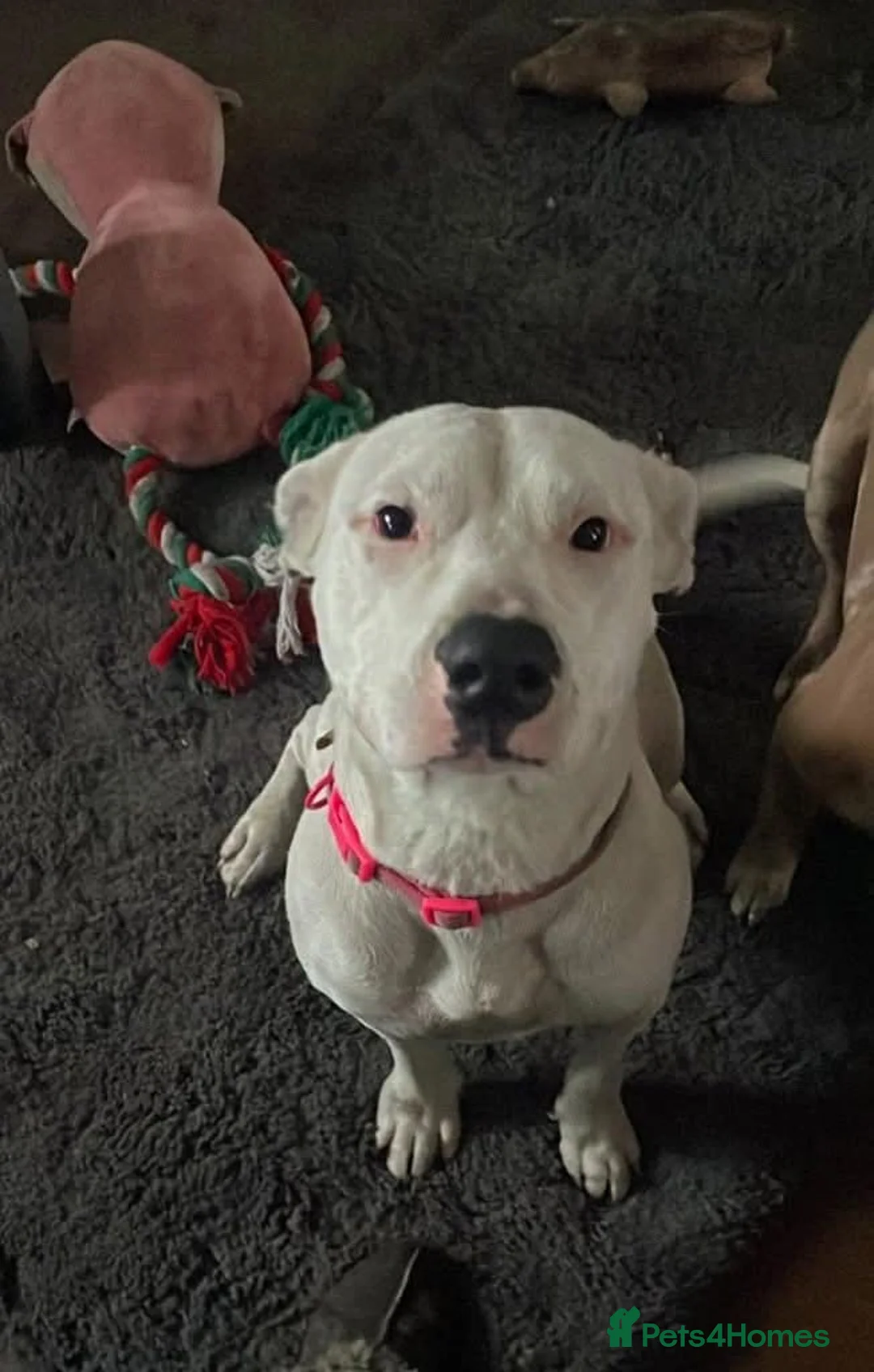 Mixed Breed dogs for adoption: Meet Aria, currently residing in Ormskirk  - Advert 7