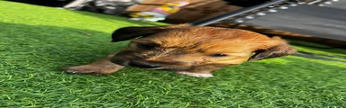 Dachshund Puppy 6