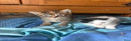Mixed Breed cats for sale: 4 beautiful kittens for sale  - Advert 10