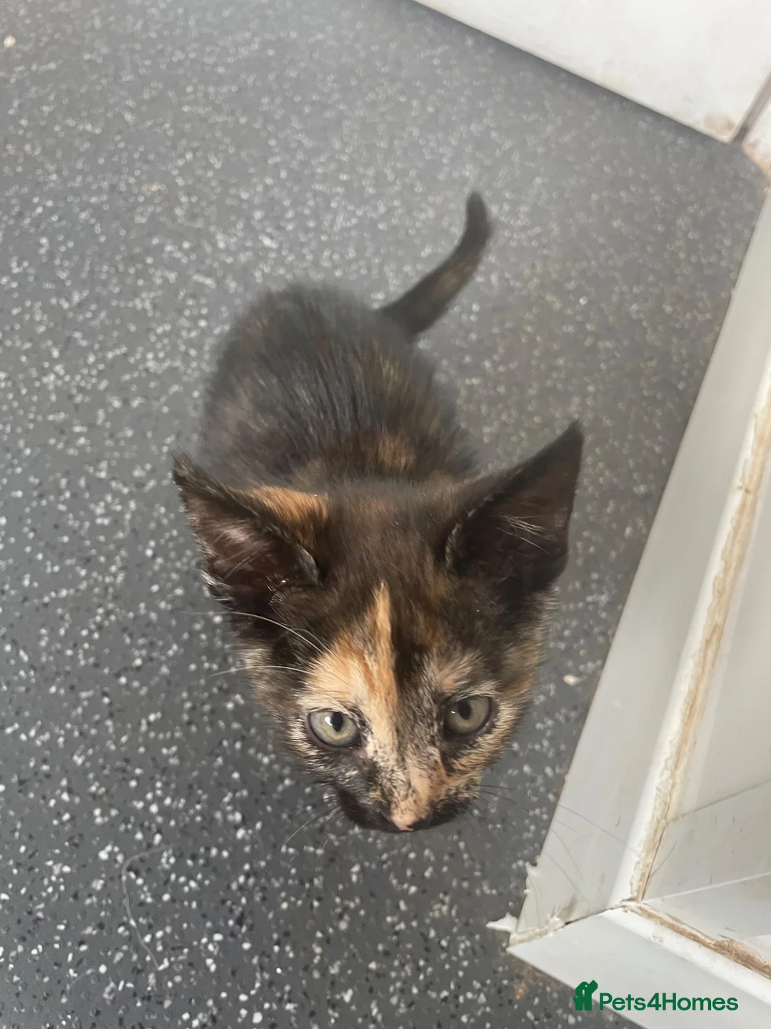 Mixed Breed cats for sale: Kittens for sale  - Advert 4