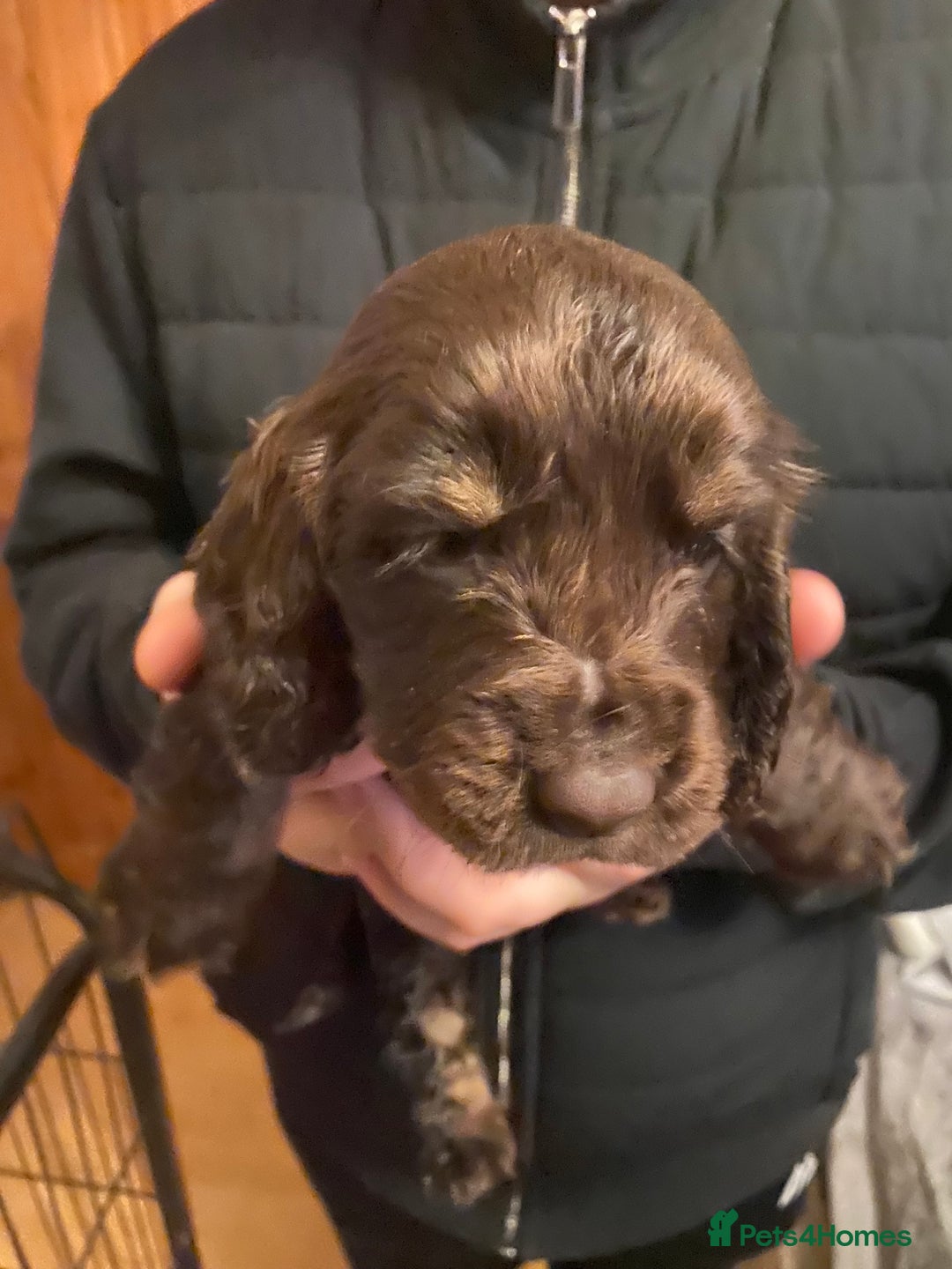 Cocker Spaniel dogs for sale: KC Registered Show Type Cocker Spaniels - Advert 4