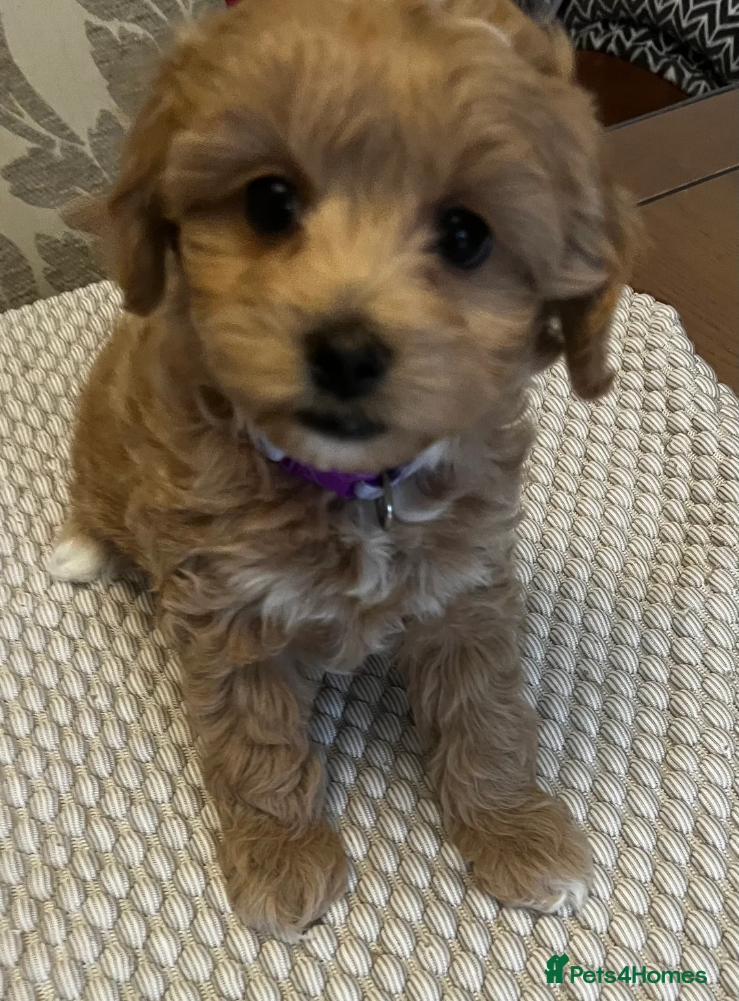 Maltipoo dogs for sale: Gorgeous Maltipoo  - Advert 17