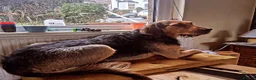 Mixed Breed dogs for stud: ANGUS STUD AVAILABLE Otterhound × Foxhound  46kg - Advert 10