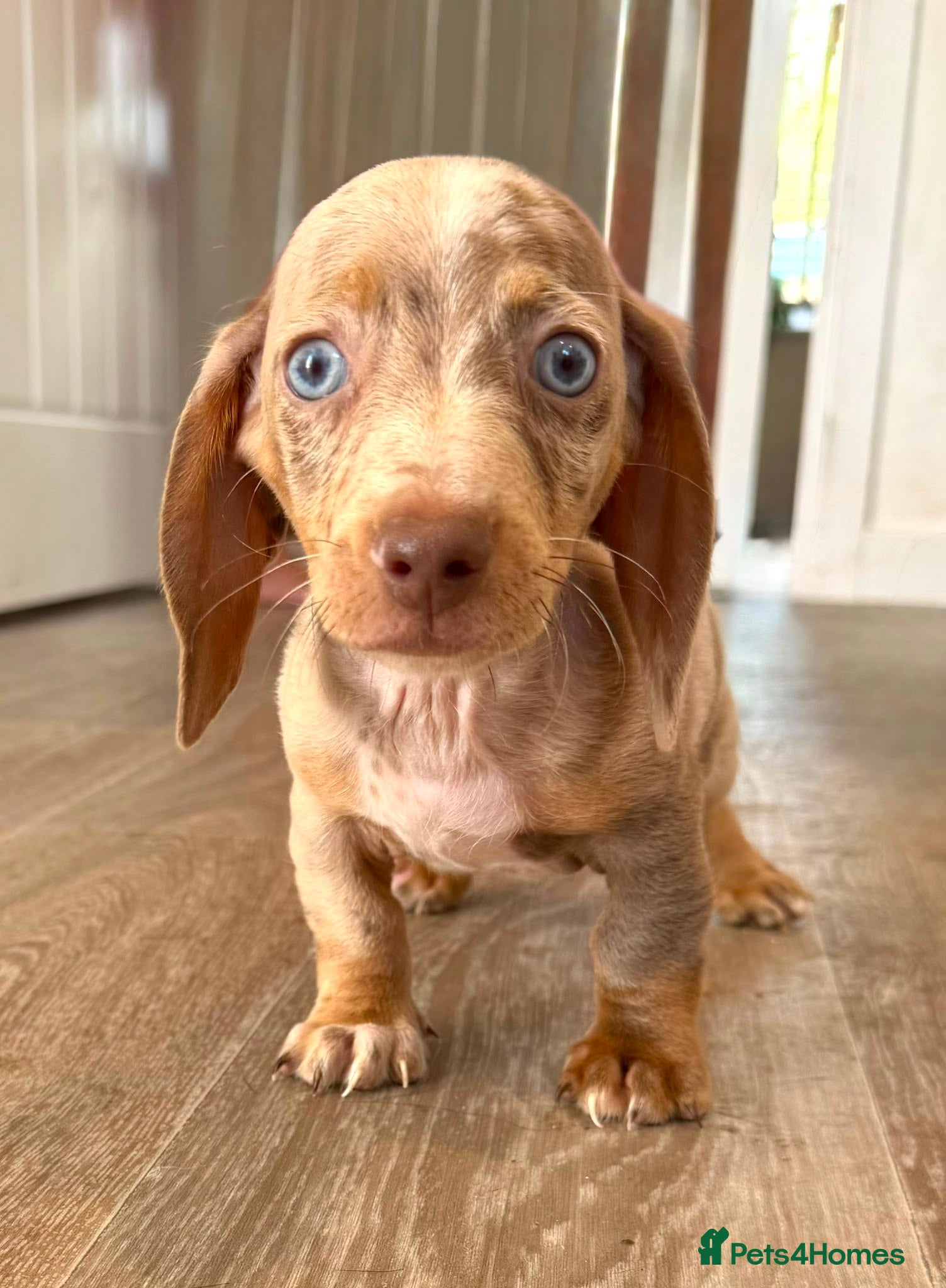 Miniature Dachshund dogs READY NOW- Minature Dachshund Puppies  - Advert 14