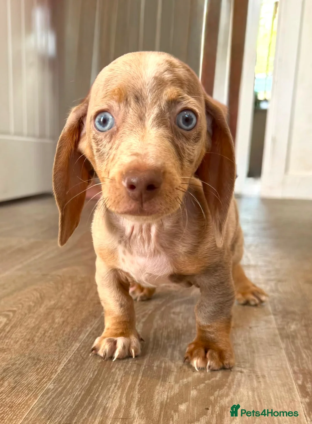 Miniature Dachshund dogs for sale: Fully vaccinated READY NOW Minature Dachshund Pups - Advert 1