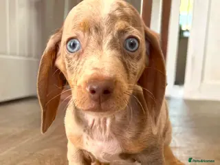 Miniature Dachshund dogs READY NOW- Minature Dachshund Puppies - Advert 14
