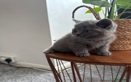 British Shorthair cats for sale: British shorthairs x7 | around oxford  - Image 9