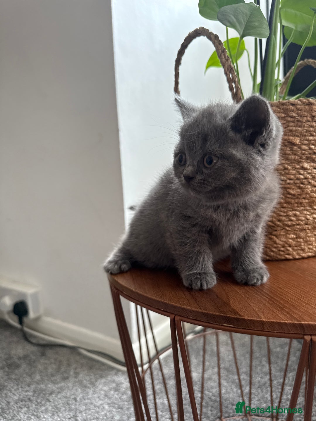 British Shorthair cats for sale: British shorthairs x7 | around oxford  - Image 9