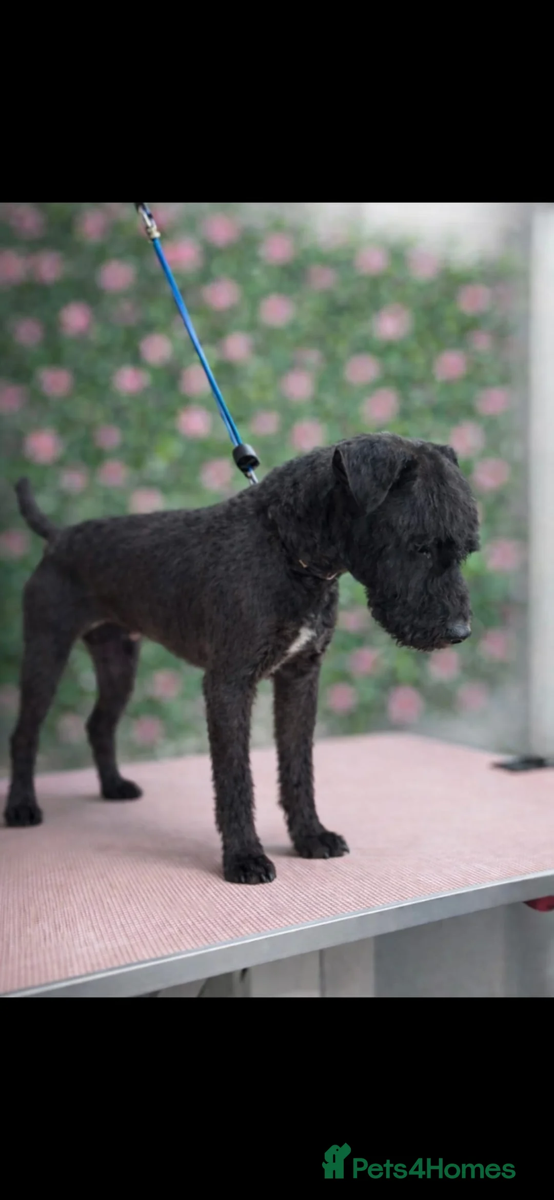 Patterjack dogs for sale: Adory Jack Russell puppies x patterdale  - Advert 6