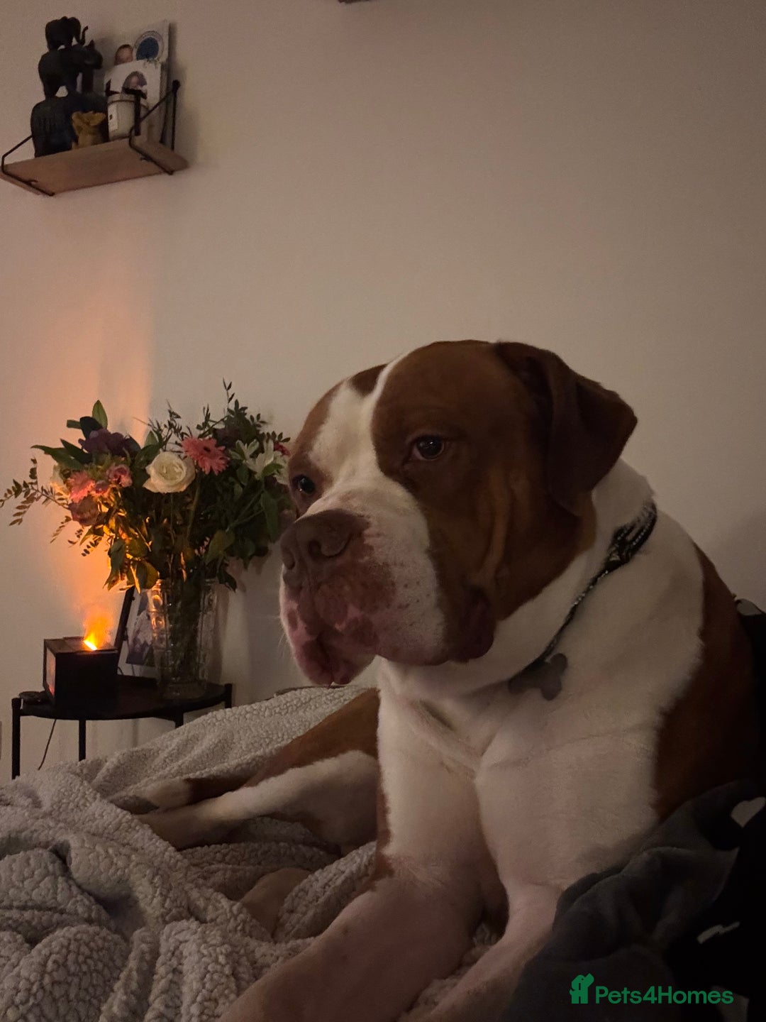 Mixed Breed dogs for sale: Boysie - Advert 12