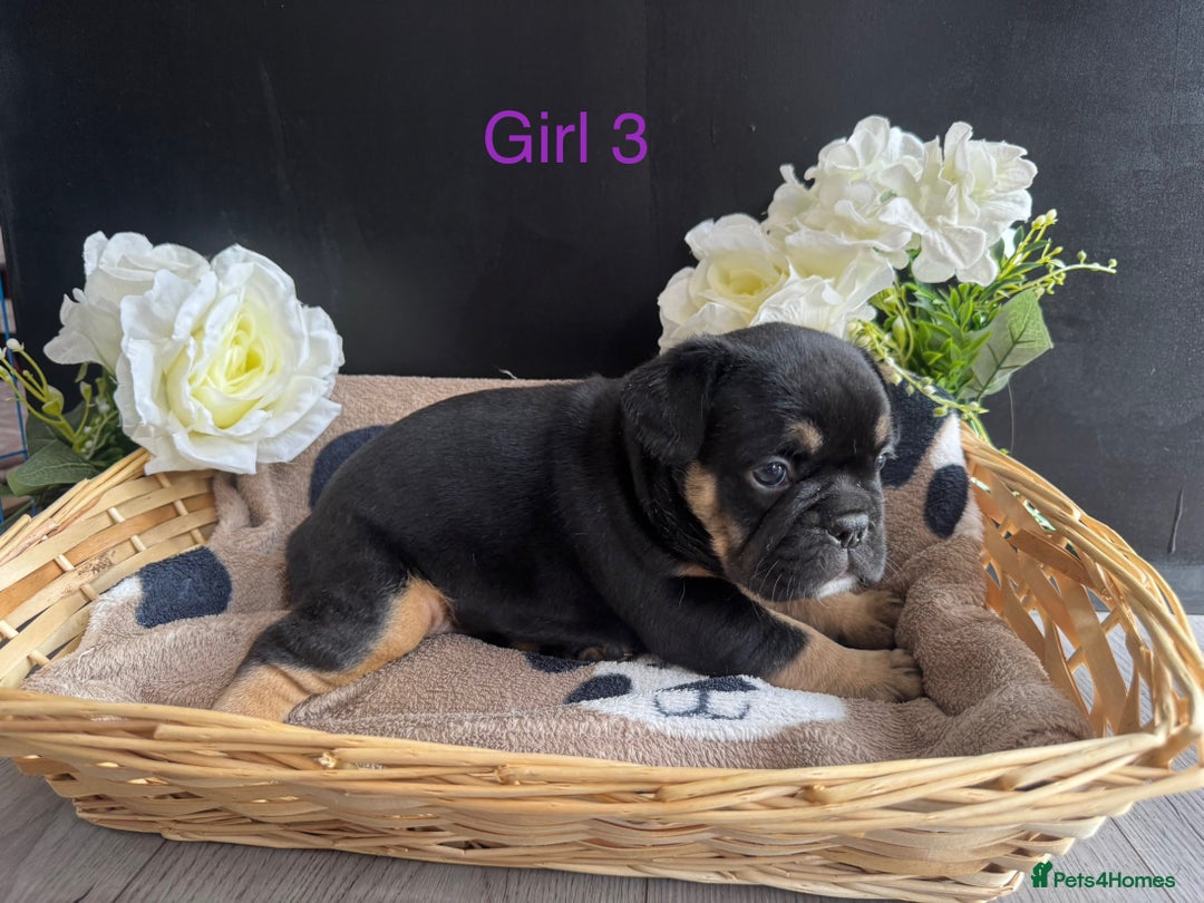 English Bulldog dogs for sale: Outstanding English, bulldog puppies - Image 8
