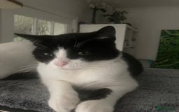 Scottish Fold cats for sale: 3 kittens - Image 2