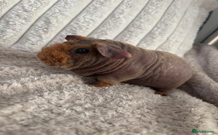 Guinea Pig rodents - Advert 1