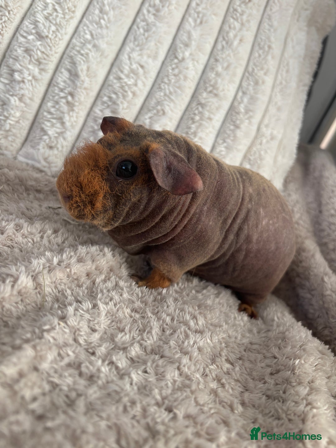 Guinea Pig rodents for sale: Guinea pigs for sale  - Image 1