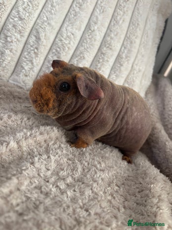 Guinea Pig rodents - Advert 1