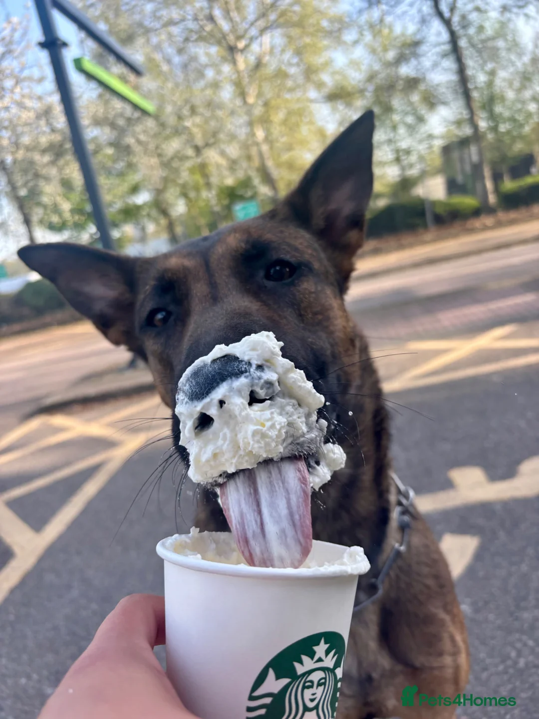 Mixed Breed dogs for sale: Security Dog for Sale  - Advert 2
