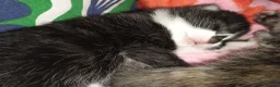 Mixed Breed cats for adoption: Kittens for sale, Jarrow in Jarrow - Advert 18