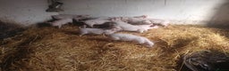Pig livestock for sale: Welsh x large white weaners x10 - Advert 4