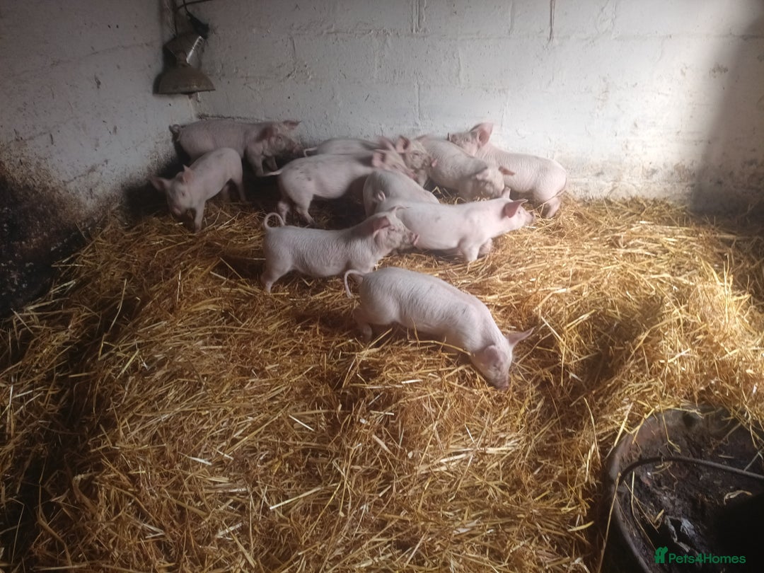 Pig livestock for sale: Welsh x large white weaners x10 - Advert 4