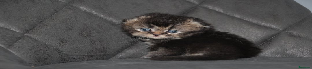 Scottish Fold Kitten 3