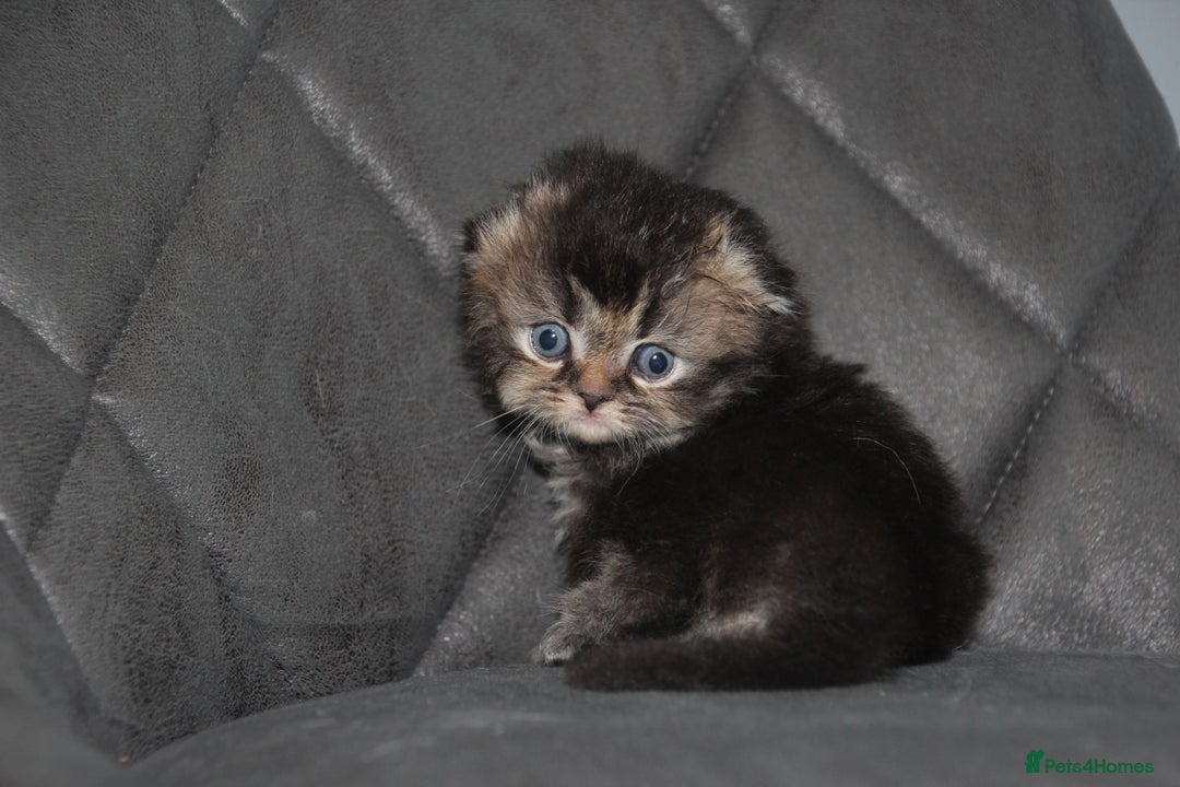 Scottish Fold cats for sale: Six wonderful Scottish Fold/straight kittens - Image 5