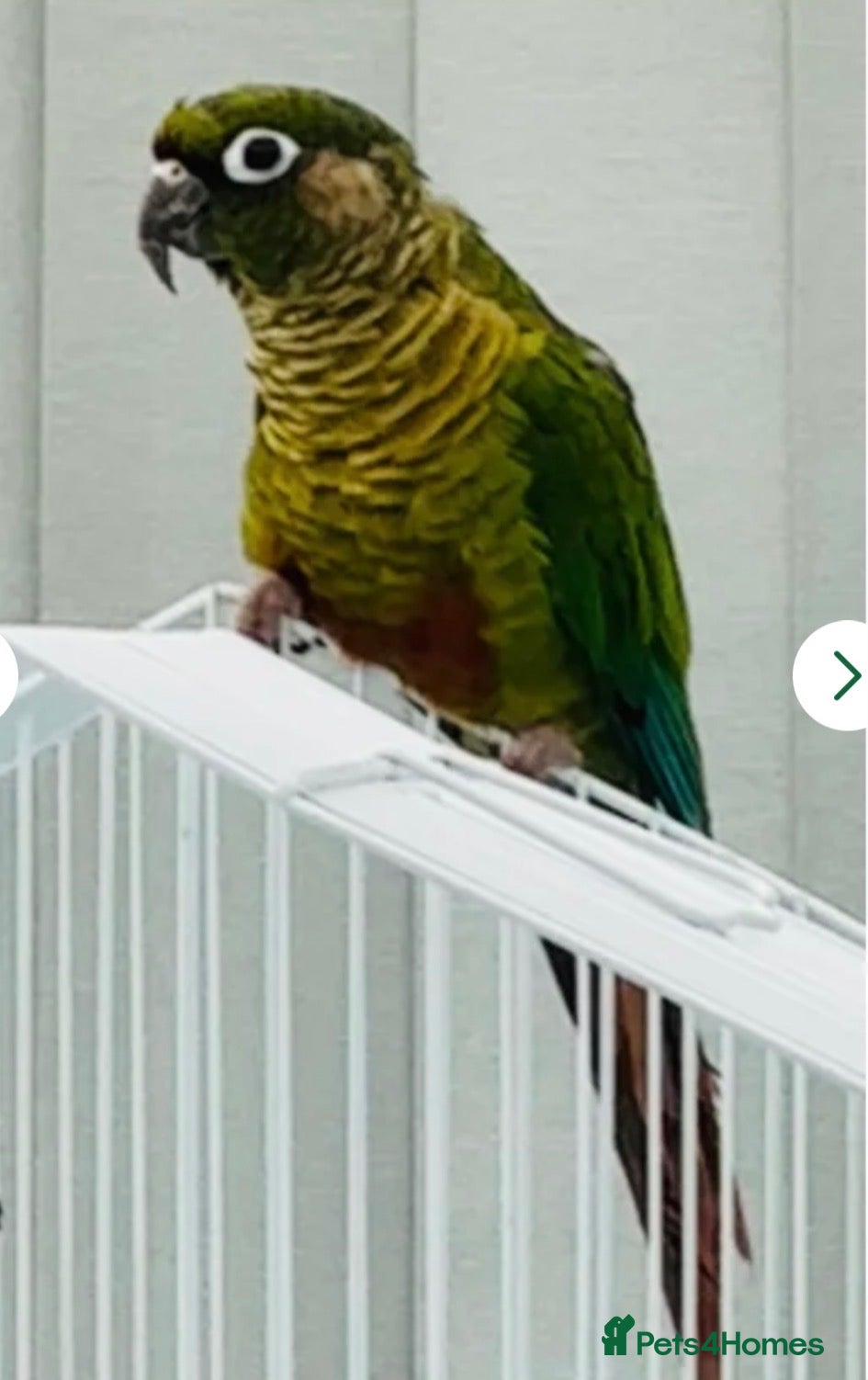 Conures birds Maroonbellied Conure  - Advert 2