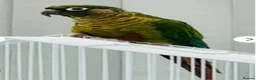 Conures birds for sale: Maroonbellied Conure  - Advert 2