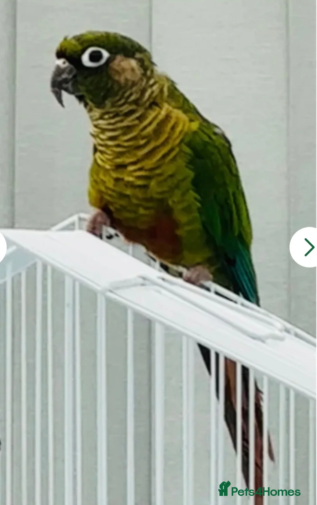 Conures birds for sale: Maroonbellied Conure  - Advert 2