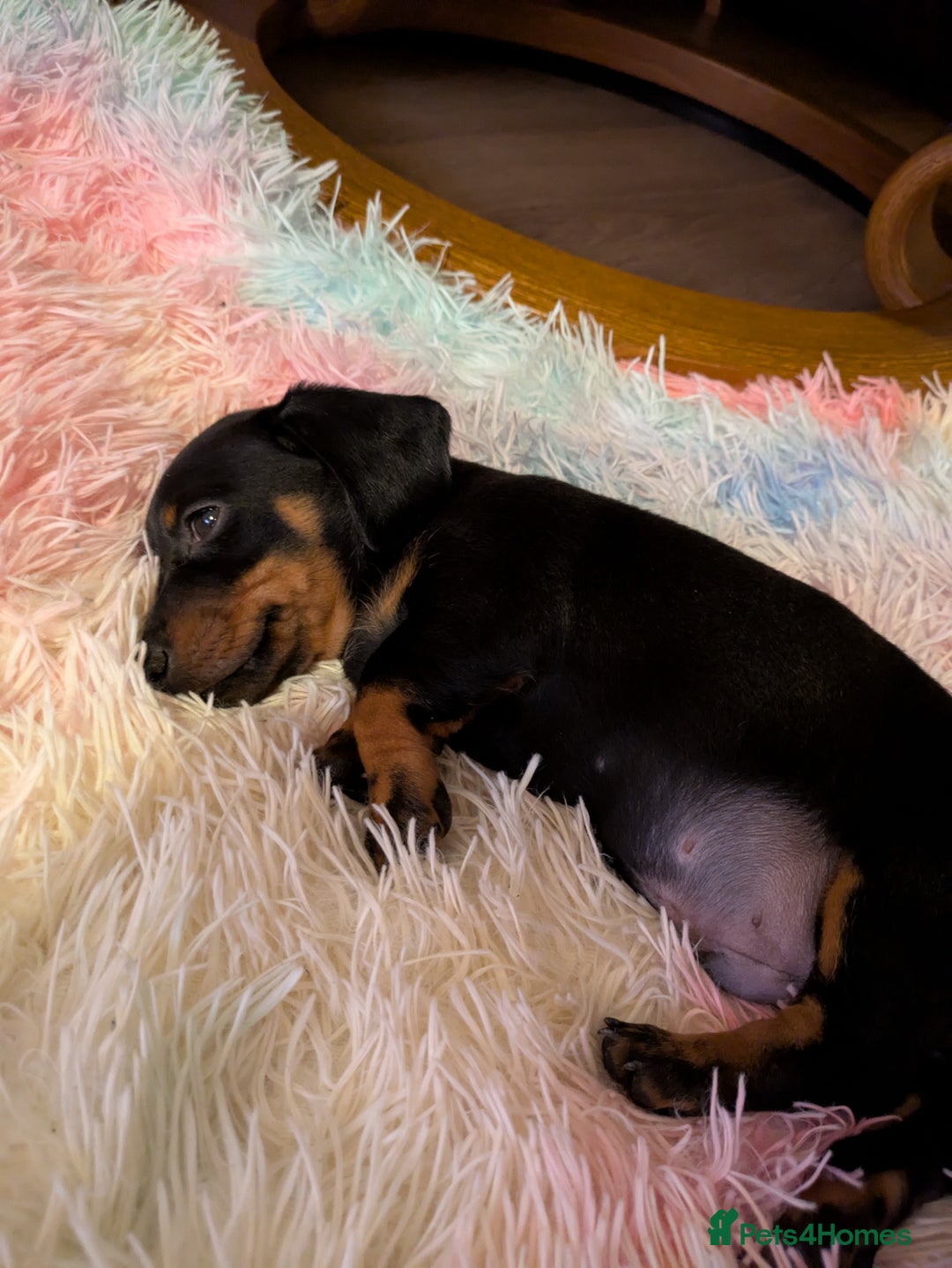 Miniature Dachshund dogs for sale: Miniature Dachshund  - Image 3