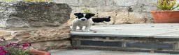Jack Russell dogs for sale: Gorgeous Jack Russell Puppies in Ruthin - Advert 2